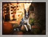 Border collie, Leżący, Pies, Dynie