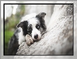 Border collie, Pyszczek, Kamień