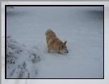 Norsk Buhund, zima