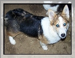 Welsh corgi pembroke