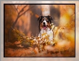 Gałęzie, Owczarek australijski, Australian shepherd, Liście