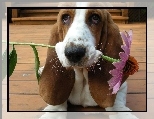 Basset Hound, Kwiatek