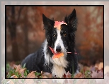 Liście, Pies, Border collie