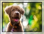 Obroa, Labrador retriever, Pies, Szczeniak, Bokeh