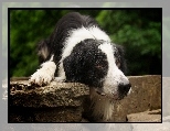 Biało, Oczy, Brązowe, Czarny, Pies, Border Collie