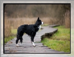 Pies, Border collie, Kładka