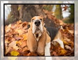 Pies, Basset hound, Liście