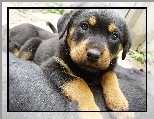 Rottweiler, Szczeniak