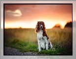 Springer spaniel walijski, Pole, Trawa