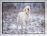 Zabawka, Szczeniak, Golden retriever, Śnieg