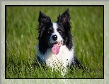 Zielona, Pies, Border collie, Trawa